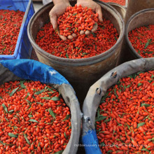 Non GMO Superfood Eu Estándar Goji Bayas